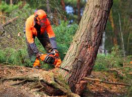 Leaf Removal in Oxford, MS