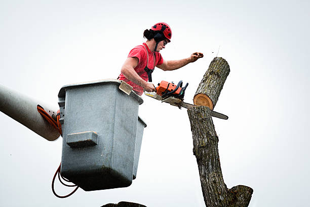 Best Arborist Consultation Services  in Oxford, MS